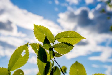 bulutlar ile güzel bir gökyüzünün arka plan üzerinde yeşil oyma ağaç yaprakları