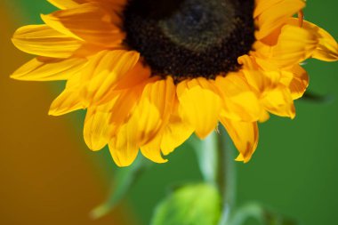 renkli arka planda sarı yaprakları üzerinde Çiy damlaları ile parlak güneşli ayçiçeği