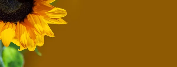 밝은 맑은 해바라기 컬러 배경에 노란 꽃잎에이 슬 방울 — 스톡 사진