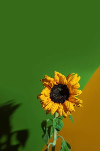 Eine helle, sonnige Sonnenblume mit Tautropfen auf gelben Blütenblättern auf farbigem Hintergrund — Stockfoto