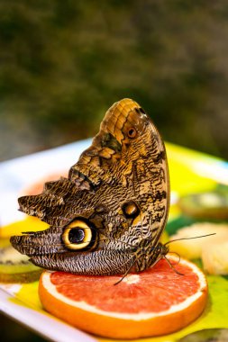 bulanık arka plan üzerinde parlak meyve oturan güzel bir büyük kelebek