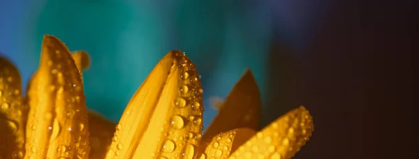 En lys Solrig solsikke med dug dråber på gule kronblade på farvet baggrund - Stock-foto