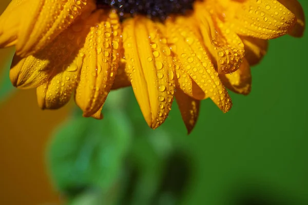 Eine helle, sonnige Sonnenblume mit Tautropfen auf gelben Blütenblättern auf farbigem Hintergrund — Stockfoto