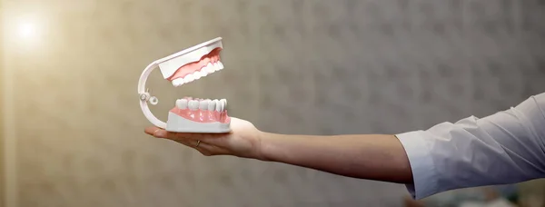 Recepcji w biurze dentysty, lekarz pokazuje szczękę treningową — Zdjęcie stockowe