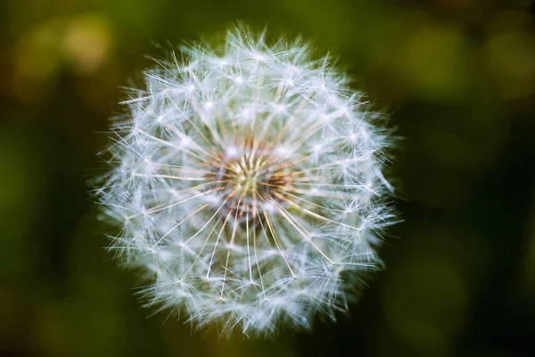 Un diente de león esponjoso de verano sobre un fondo verde en un claro —  Fotos de Stock