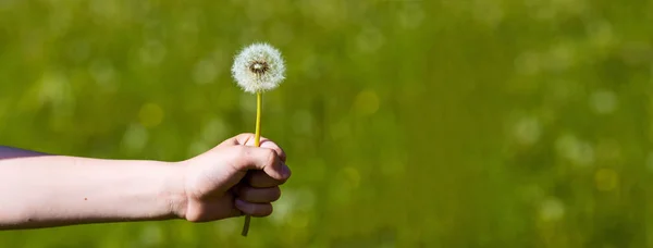 A summer fluffy dandelion on a green background in a clearing — Stock Photo, Image