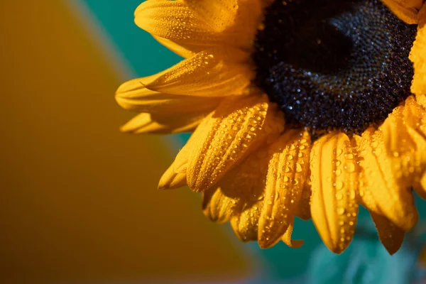 Eine helle, sonnige Sonnenblume mit Tautropfen auf gelben Blütenblättern auf farbigem Hintergrund — Stockfoto