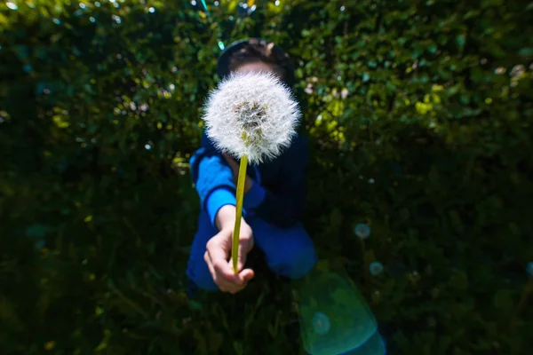 Un diente de león esponjoso de verano sobre un fondo verde en un claro —  Fotos de Stock