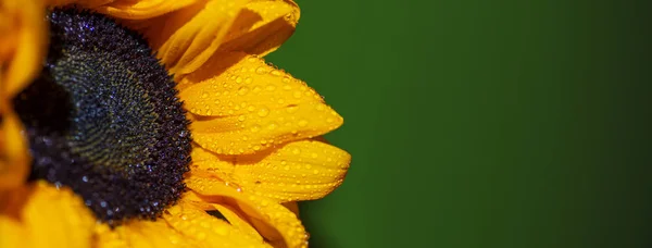 Eine helle, sonnige Sonnenblume mit Tautropfen auf gelben Blütenblättern auf farbigem Hintergrund — Stockfoto