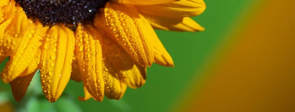Eine helle, sonnige Sonnenblume mit Tautropfen auf gelben Blütenblättern auf farbigem Hintergrund — Stockfoto