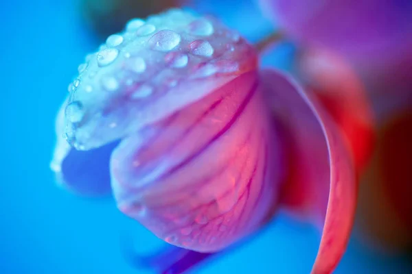 Delicada orquídea rosa com gotas de orvalho close-up no fundo azul claro — Fotografia de Stock