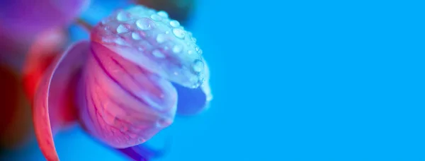 Ніжний рожевий орхідей з краплями роси крупним планом на світло-блакитному фоні — стокове фото