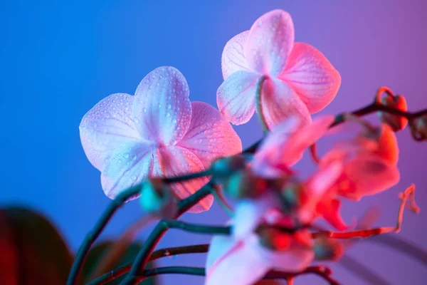 Delicada orquídea rosa con gotas de rocío de cerca sobre fondo azul claro — Foto de Stock