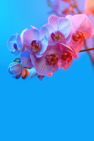 Délicate orchidée rose avec gouttes de rosée gros plan sur fond bleu clair — Photo