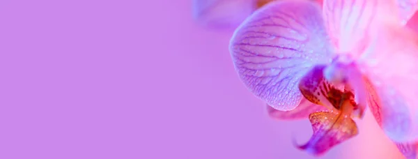 Delicate pink Orchid with dew drops close-up on light blue background — Stock Photo, Image