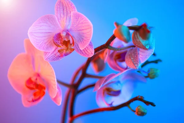 Delikatny różowy Orchid z rosy krople zbliżenie na jasnoniebieskim tle — Zdjęcie stockowe