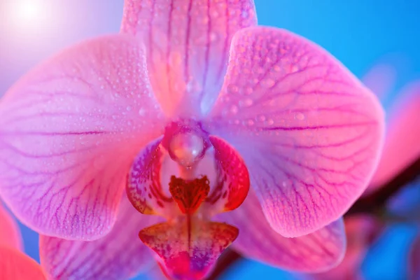 Delicate roze orchidee met dauw druppels close-up op licht blauwe achtergrond — Stockfoto