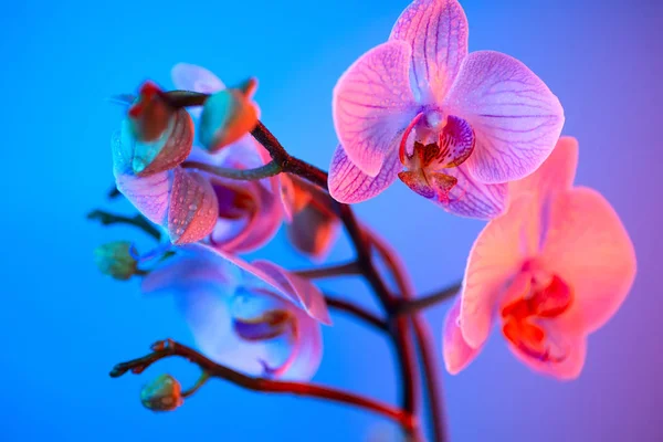 Delicada orquídea rosa com gotas de orvalho close-up no fundo azul claro — Fotografia de Stock