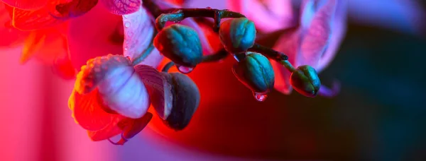 Delicada orquídea rosa con gotas de rocío de cerca sobre fondo rojo —  Fotos de Stock