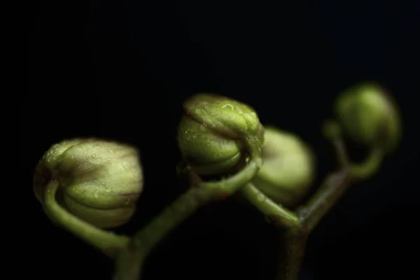 Delicada orquídea rosa con gotas de rocío de cerca sobre fondo oscuro — Foto de Stock