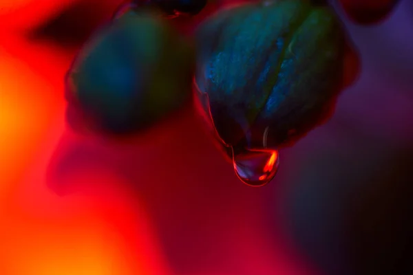 Delikat rosa orkidé med daggdroppar närbild på mörk bakgrund — Stockfoto