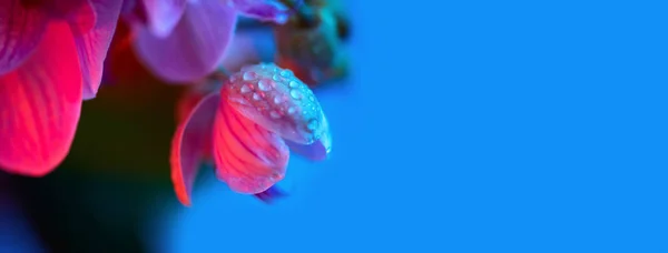 Delicada orquídea rosa com gotas de orvalho close-up no fundo azul claro — Fotografia de Stock