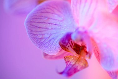 Açık mavi arka planda çiy damla yakın çekim ile narin pembe orkide