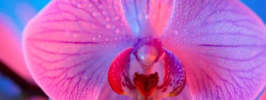 Açık mavi arka planda çiy damla yakın çekim ile narin pembe orkide