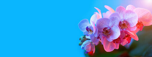 Delicate pink Orchid with dew drops close up on blue background in neon light