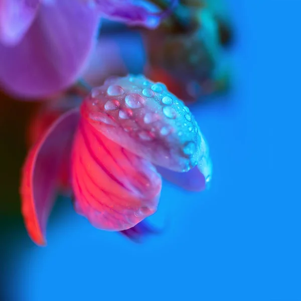 Delicada orquídea rosa com gotas de orvalho close-up no fundo azul claro — Fotografia de Stock