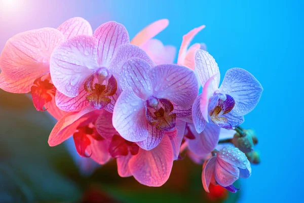 Délicate orchidée rose avec gouttes de rosée gros plan sur fond bleu clair — Photo