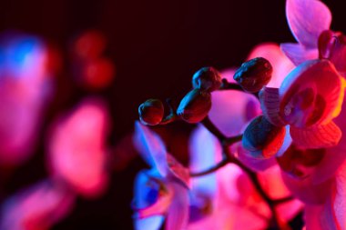 çiy damlaları ile narin pembe Orkide koyu arka plan üzerinde yakın çekim