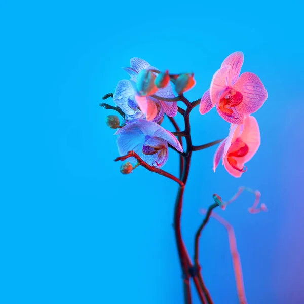 Delicate pink Orchid with dew drops close-up on light blue background — Stock Photo, Image