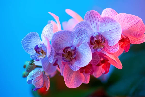 Delikat lyserød Orchid med dugdråber close-up på lyseblå baggrund - Stock-foto