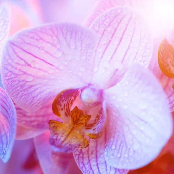 Delicate roze orchidee met dauw druppels close-up op licht blauwe achtergrond — Stockfoto