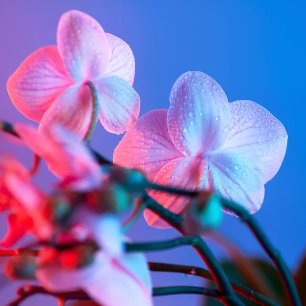 Delicate roze orchidee met dauw druppels close-up op licht blauwe achtergrond — Stockfoto