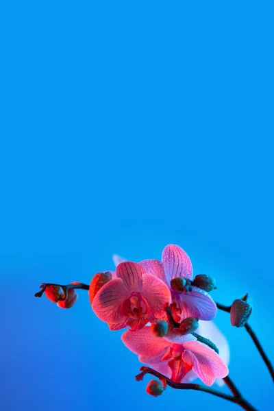 Delikat lyserød Orchid med dugdråber close-up på lyseblå baggrund - Stock-foto