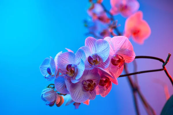 Delicada orquídea rosa con gotas de rocío de cerca sobre fondo azul claro — Foto de Stock