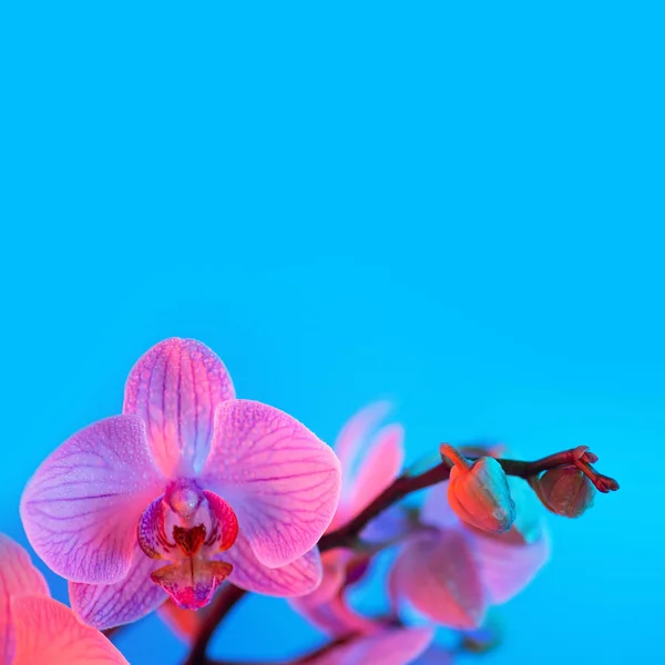 Delicada orquídea rosa com gotas de orvalho close-up no fundo azul claro — Fotografia de Stock