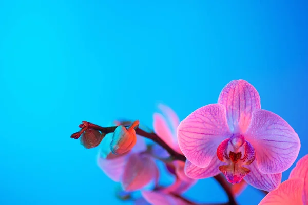 Нежная розовая орхидея с капли росы крупным планом на светло-голубом фоне — стоковое фото