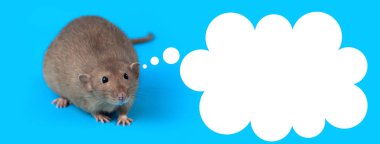 mavi arka plan üzerinde yerli bir sıçan portresi