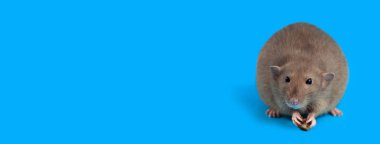 mavi arka plan üzerinde yerli bir sıçan portresi