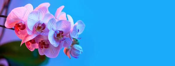 Jemná růžová Orchidea s rosnými kapkami na světle modrém pozadí — Stock fotografie
