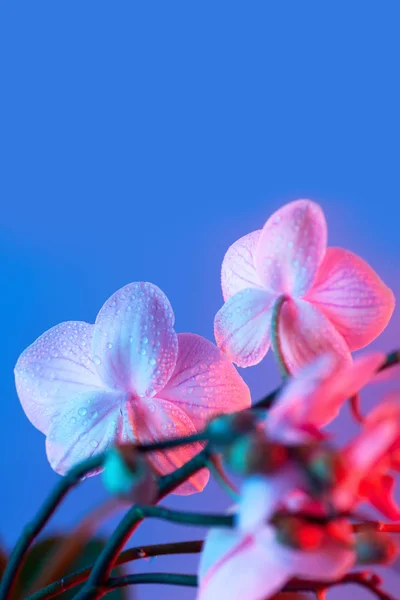 Delicate roze orchidee met dauw druppels close-up op licht blauwe achtergrond — Stockfoto