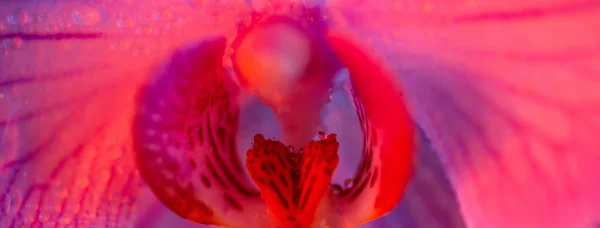 Delicada orquídea rosa con gotas de rocío de cerca sobre fondo azul claro —  Fotos de Stock