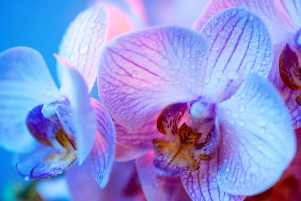 Delicada orquídea rosa com gotas de orvalho close-up no fundo azul claro — Fotografia de Stock