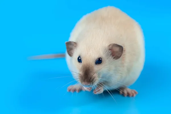 Ritratto di un ratto domestico su sfondo blu — Foto Stock