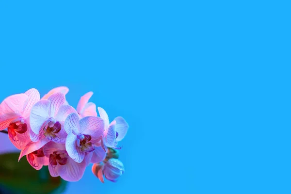 Açık mavi arka planda çiy damla yakın çekim ile narin pembe orkide — Stok fotoğraf