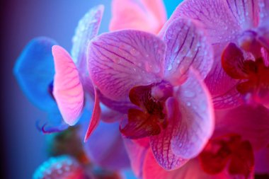 çiy damlaları ile narin pembe Orkide koyu arka plan üzerinde yakın çekim