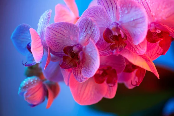 Délicate orchidée rose avec gouttes de rosée gros plan sur fond sombre — Photo